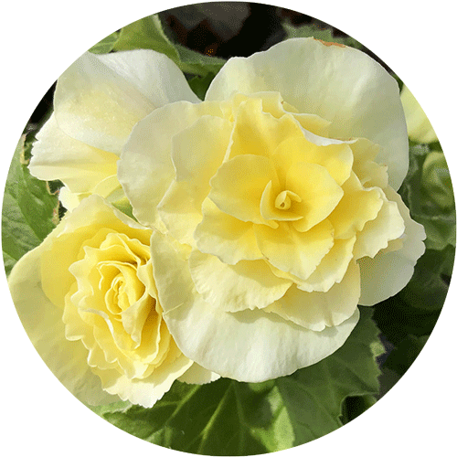 Yellow Begonia blooms.